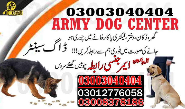 1684502912707Army dog center gwadar 03003040404-suragh rasan kuty...Nasirabad,Naudero,Naushahro Feroze (2).jpg