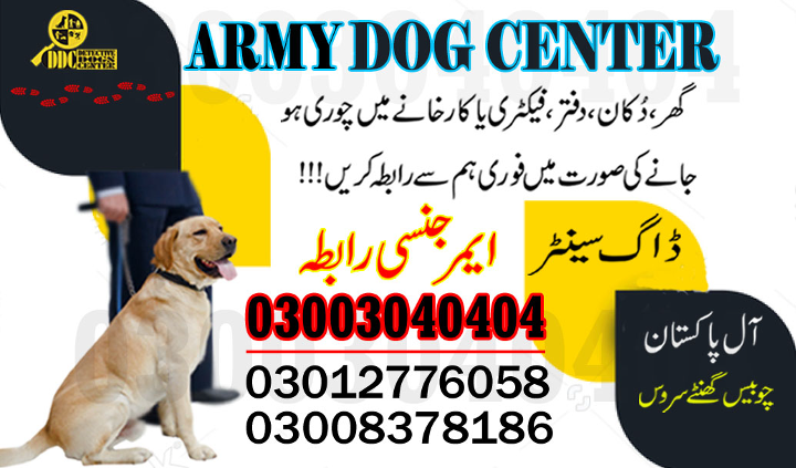 1685817859155khoji dog center gwadar 03003040404-suragh rasan kuty....Dokri,Gambat,golarchi.jpg