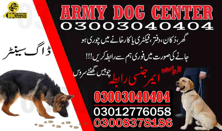 1685818853504Army dog center gwadar 03003040404-suragh rasan kuty.....nankana sahib,raiwand,pindi bhattian.jpg