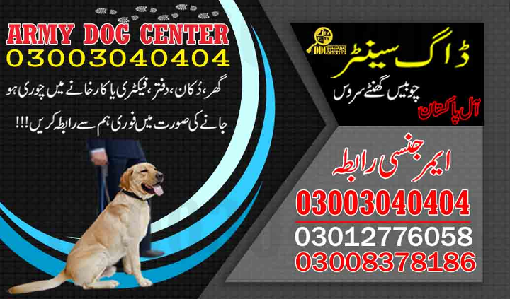 1685818983280Army dog center gwadar 03003040404-suragh rasan kuty....Bahawalnagar,Samundri,Jaranwala.jpg