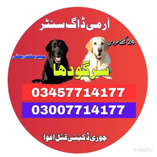 1708327183315sargodha03007714177-17.png