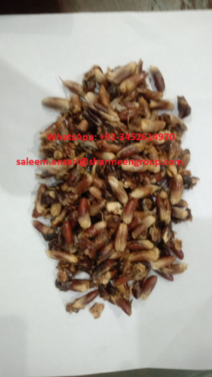 1733470474241DATE SEED PITS.jpg